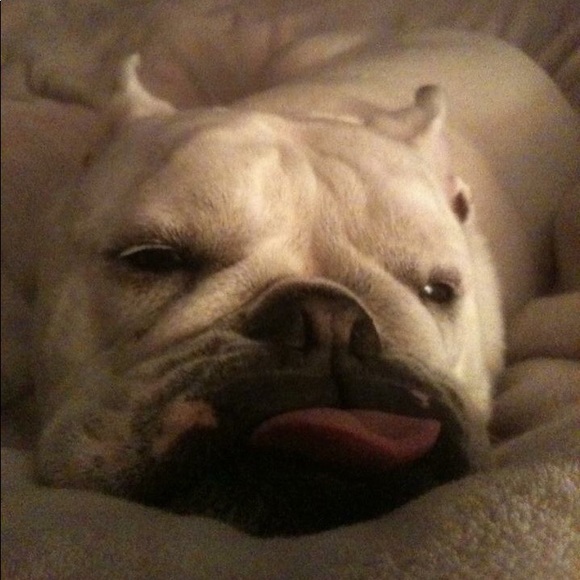 Meet your Posher, Maggie - Picture 1 of 1